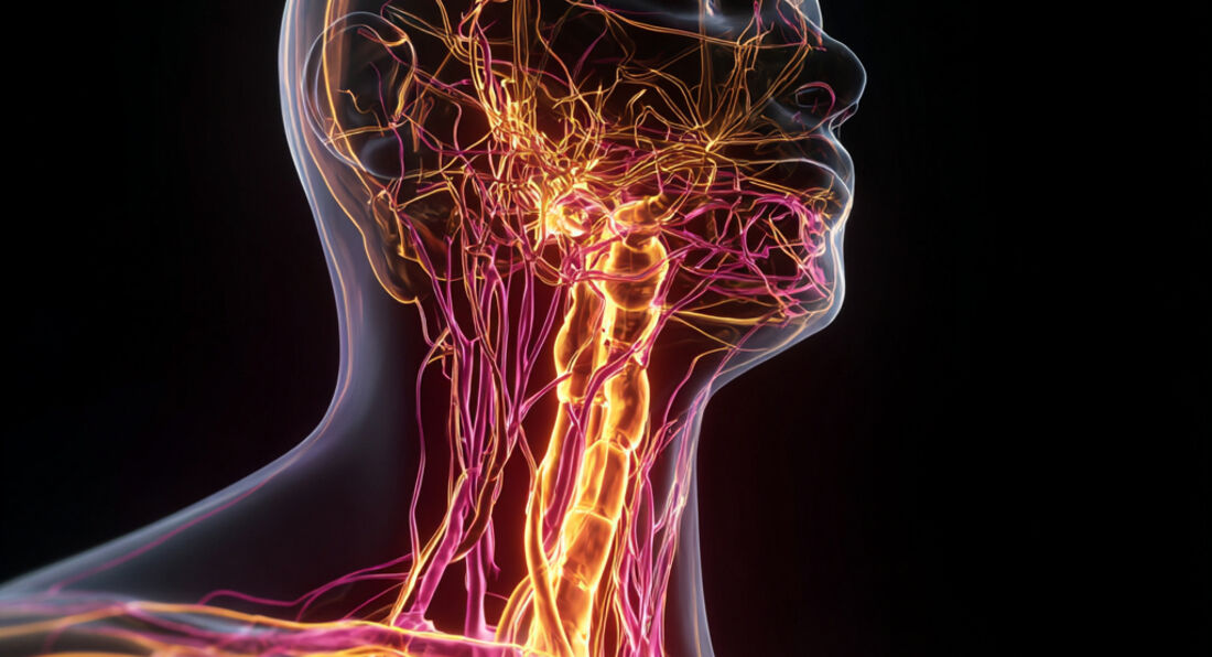 Everything you need to know about the Vagus Nerve